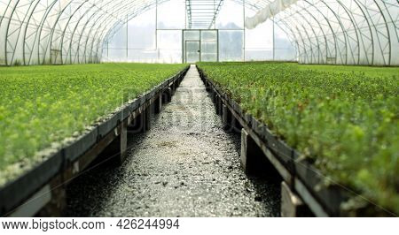 A Greenhouse For Growing Plants And Trees. A Modern Large Greenhouse With Spruce And Pine Seedlings.