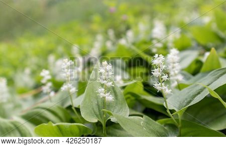 White False Lily Valley On Summer Sunny Day. Maianthemum Canadense.