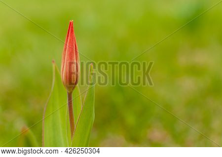 Red Florosa Tulip Bud On A Blurred Grennery Background With Copy Space. Viridiflora Tulip.