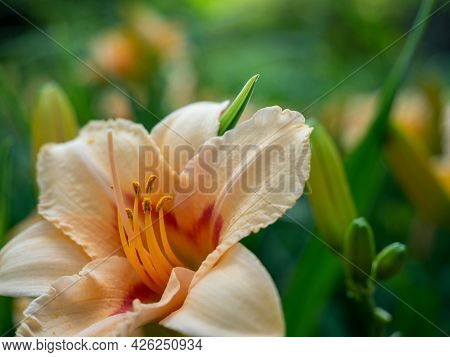 Daylilies Of Rich Orange Color In The Garden. High Quality Photo.