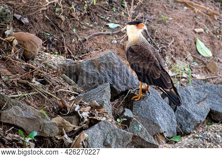 Carcará, A Species Of Bird Of Prey Resting On The Ground, Natural Light, Selective Focus.