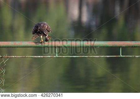 Snail Hawk With Its Prey In Its Claws And Ready To Feed, Natural Light, Selective Focus.