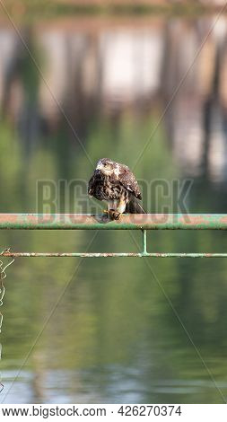 Snail Hawk With Its Prey In Its Claws And Ready To Feed, Natural Light, Selective Focus.