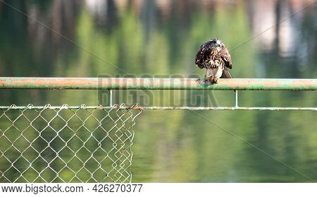 Snail Hawk With Its Prey In Its Claws And Ready To Feed, Natural Light, Selective Focus.