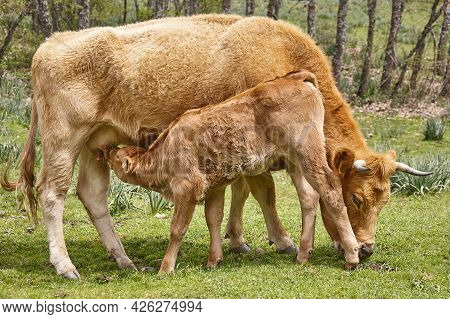 Unweaned Calf Suckling From His Mother. Bovine Cattle. Nursling