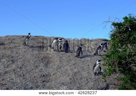 Pinguini sudafricani