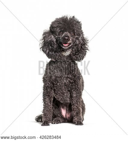 Greying Black old Poodle dog, isolated