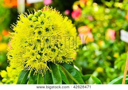 Gelbe Xanthostemon chrysanthus