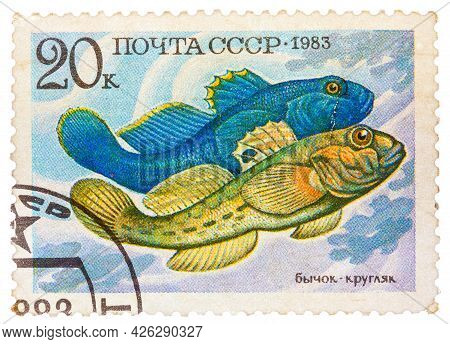 Russia - Circa 1983: Stamp Printed By Russia, Shows Fish, Neogobius Fluviailis, Circa 1983