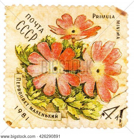 Ussr - Circa 1981: A Stamp Printed In Ussr Shows A Primula Minima, Series, Circa 1981