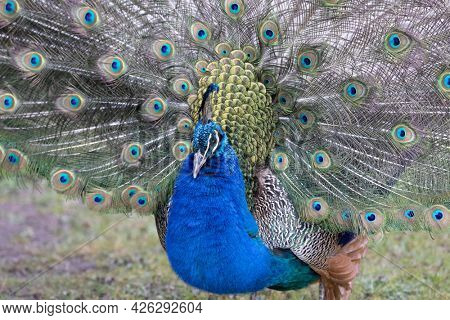 Closeup Image of a peacock dancing with its open feathers