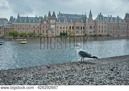 Seagull and the Binnenhof House of Parliament and the Hofvijver lake. The Hague, Netherlands