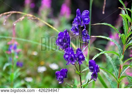 Violet Blue Flowers Aconitum ( Aconite, Monkshood, Wolf's Bane, Leopard's Bane, Mousebane, Queen Of 