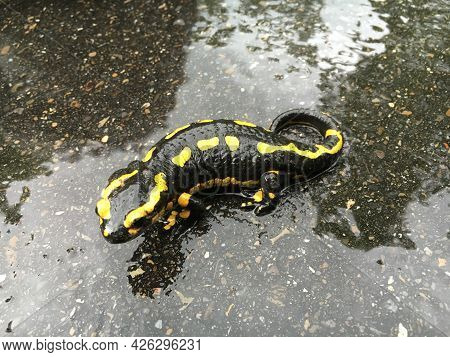 The Fire Salamander (salamandra Salamandra), Der Feuersalamander Or Salamandre Tachetée, Pjegavi Daž