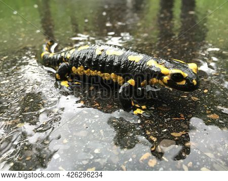 The Fire Salamander (salamandra Salamandra), Der Feuersalamander Or Salamandre Tachetée, Pjegavi Daž