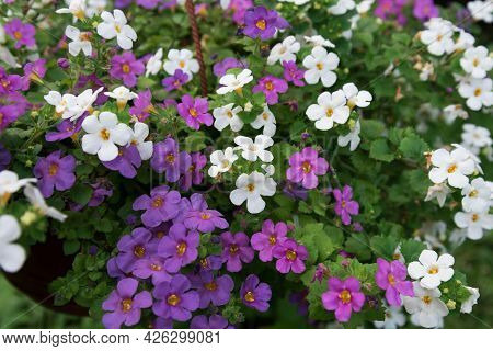 Cute Little Bacopa Flowers. Flowers Close-up Of Lilac, Pink And White