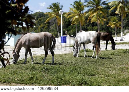 Horses In The Abaete Park Area