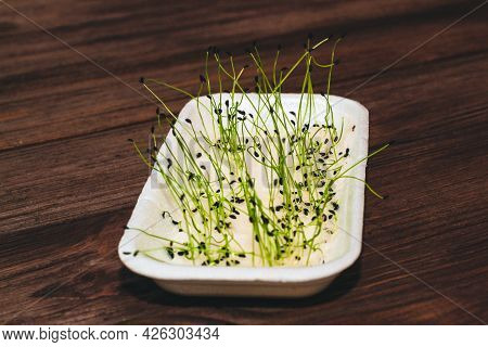 Sprouted Schnitt Onion Seeds For Health And Diet. Microgreen At Home.
