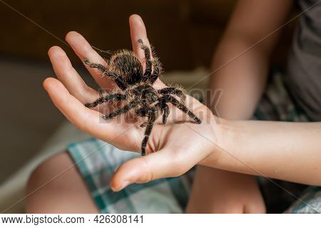 Large Tarantula On Childs Arm. Scary Spider Crawls Over A Boy.