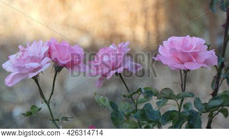 Pastel Pink Roser In Bloom Against Difused Background
