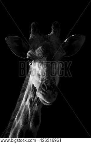 Mono Close-up Of Giraffe With Black Background
