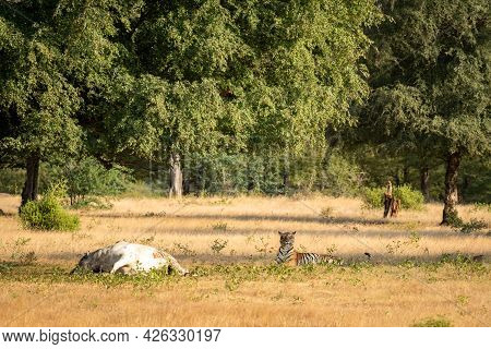 Wild Royal Bengal Tiger Hunt Domestic Cow Or Bull Animal Or Cattle Kill At Ranthmbore National Park 