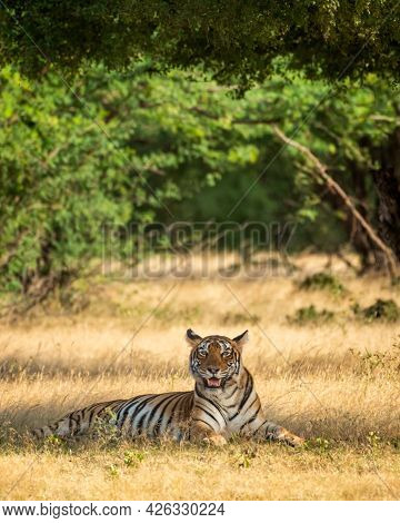 Wild Royal Bengal Tiger In Natural Green Scenic Landscape Of Ranthmbore National Park Or Tiger Reser
