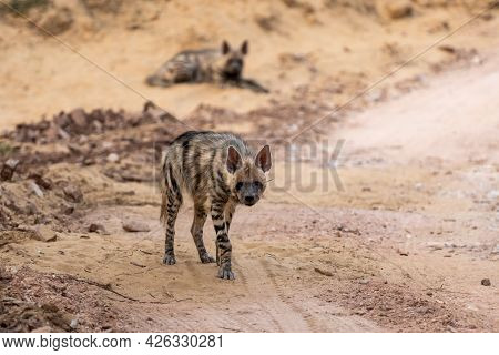 Striped Hyena Portrait On Forest Track With A Road Block During Outdoor Jungle Safari At Ranthambore