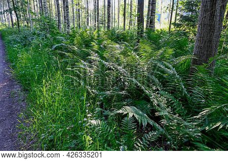 Narrow Trail Through Green Forest In Dawn
