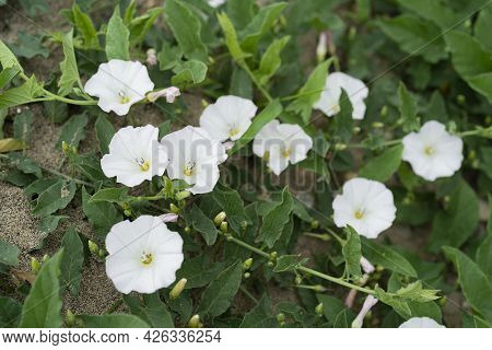The Bunch Of Field Bindweed Or Fiddle-leaf Morning Glory White Flower On Ground Also Field Bindweed 