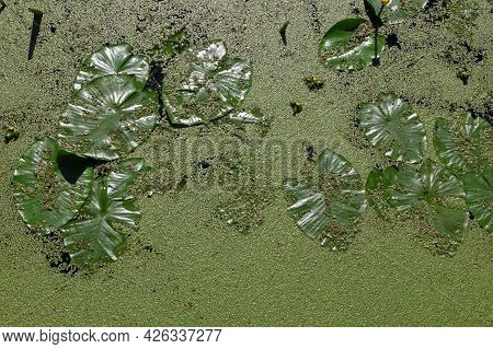 River Surface Is Covered With Green Duckweed Or Lemna And Large Leaves Of The Yellow Water-lily Top 