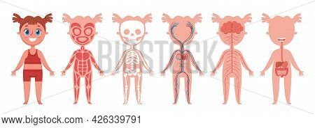 Girl Body Systems. Human Anatomy Skeleton, Muscles, Nerves, Heart And Veins, Digestive Organs. Educa
