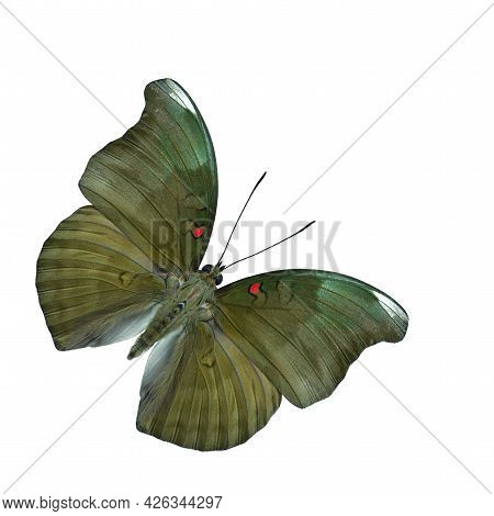 Red-spot Duke (euthalia Evelina) Dark Brown To Green With Single Red Spot On Its Wings Butterfly Wit