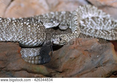Uracoan Rattlesnake Close Up ( Crotalus Vegrandis ) In A Terrarium