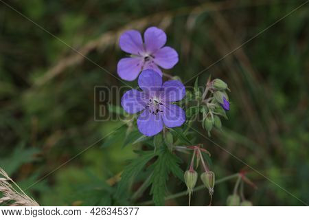 Delicate Blue Flowers Of The Meadow Geranium