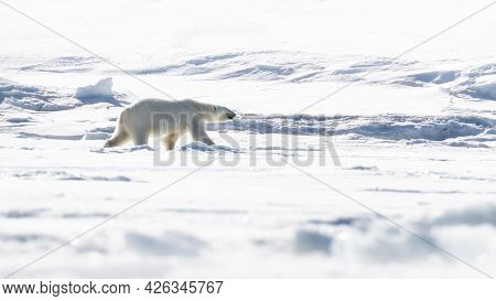 Adult female polar bear walking across the snow and ice of Svalbard, a Norwegian archipelago between mainland Norway and the North Pole.