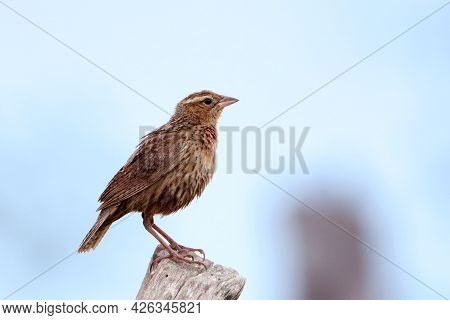 Female Of White-browed Meadowlark (sturnella Superciliaris) Perched On A Fence Post.