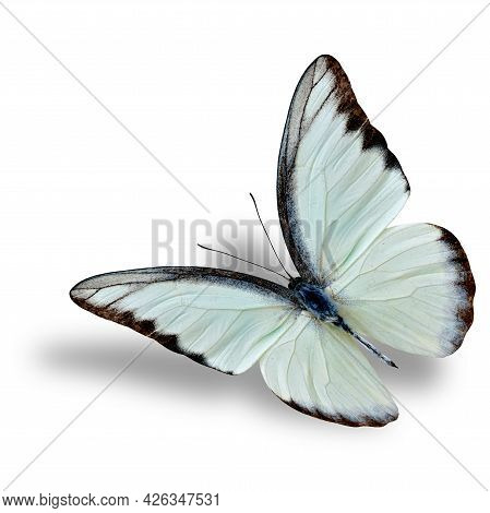 Beautiful Flying White Butterfly, Chocolate Albatross With Soft Shadow Underneath