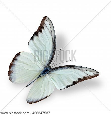 Beautiful Flying White Butterfly, The Chocolate Albatross With Soft Shadow Underneath