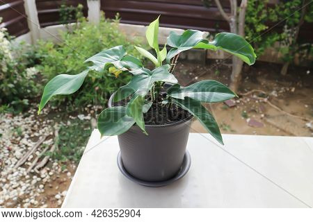 Philodendron Pedatum, Philodendron Plant In The Flower Pot