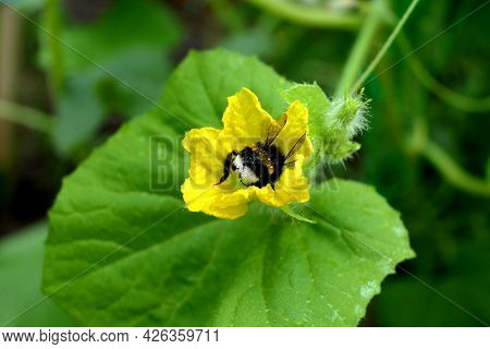 Close Up Of A Banded White-tailed Bumblebee (bombus Lucorum), Covered In Tiny Water Droplets, Enteri