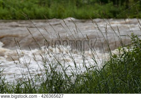 Shoreline Grasses Watch Prairie Creek At Flood Level, Desplaines River State Fish & Wildlife Area Ad
