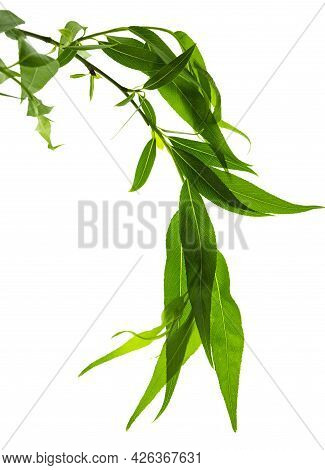 Green Leaves Isolated On White Background. Young Leaves Of Green Trees . Willow. Spring. Green Leave