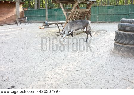 Mountain Sheep With Beautiful Horns In The Park Close Up