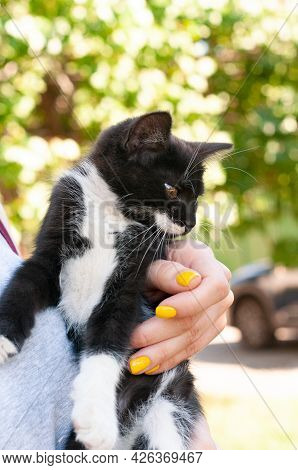 Partial View Of Woman Holding Qute Black And White Cat Outdoor