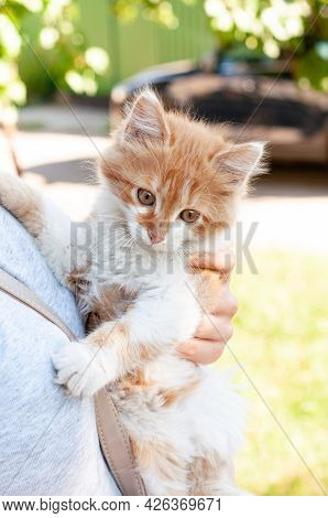 Partial View Of Woman Holding Qute Ginger Cat Outdoor
