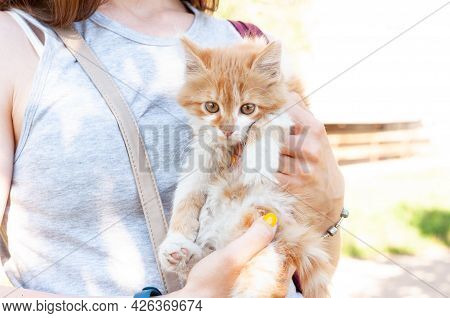 Cropped View Of Woman Holding Qute Red With White Cat In The Garden