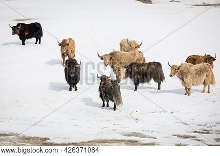 Group Of Yaks On Snowy Valley. High Quality Photo