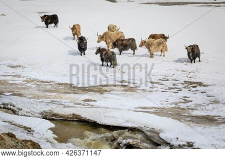 Group Of Yaks On Snowy Valley. High Quality Photo