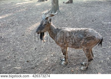 Mountain Sheep With Beautiful Horns In The Park Close Up